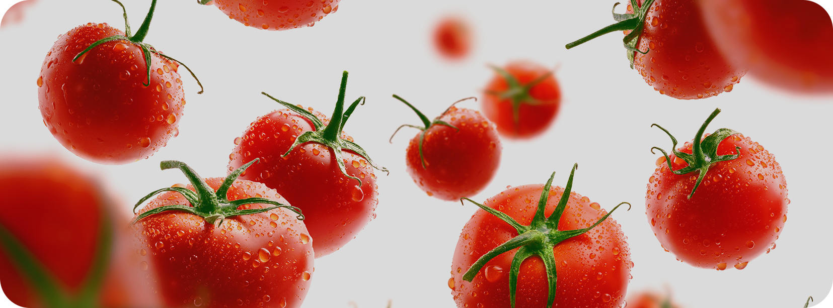 Ningbo junyoufu cibum Co., Ltd.